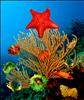 Happy Holidays and Merry Xmas from Haiti's reefs